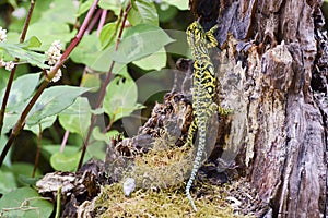 Carpet Chameleon (Furcifer lateralis lateralis)
