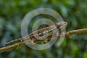 Carpet chameleon, Furcifer lateralis, sitting on the branch in forest habitat. Exotic beautiful endemic green reptile with long