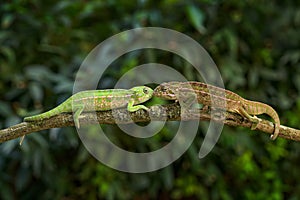 Carpet chameleon, Furcifer lateralis, white-lined chameleon pair in forest habitat. Exotic beautiful endemic green reptile with