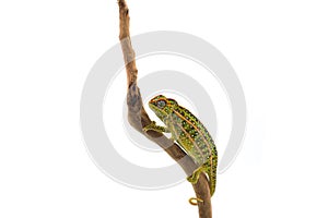 The carpet chameleon isolated on white background