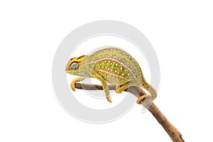 The carpet chameleon isolated on white background