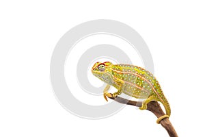 The carpet chameleon isolated on white background