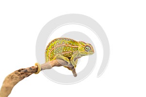 The carpet chameleon isolated on white background