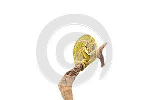 The carpet chameleon isolated on white background