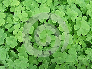 Clover patch