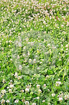 Carpet clover