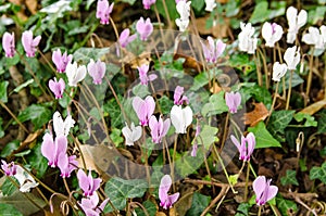 A carpet of cyclamen flowring on a woodland floor