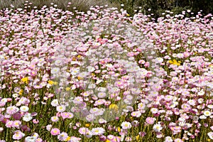 A carpet of daisies in Kings Park Perth Australia. photo