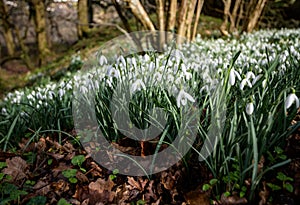 A carpet of delicate Snowdrops, swathe in the cool winter\'s breeze at Chagford in Devon photo