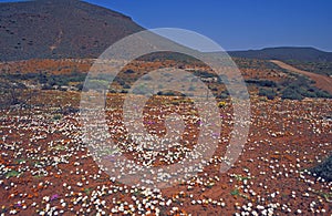 Carpet of Desert Flowers