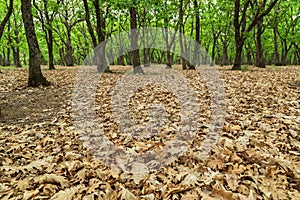 Carpet of dry leaves in the woods