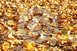 A carpet of dry yellow maple leaves on the ground. Golden autumn. Close-up. Background. Space for text