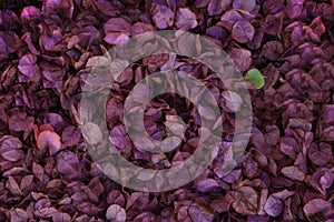 Carpet of Fallen Bougainvillea Flower Petals