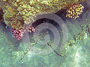 Carpet flathead fish and Bluespotted stingray under the reef 2314