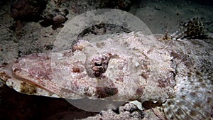 Carpet flathead, Papilloculiceps longiceps, was very close up to my camera Red sea