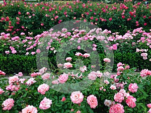 The carpet is a flower meadow