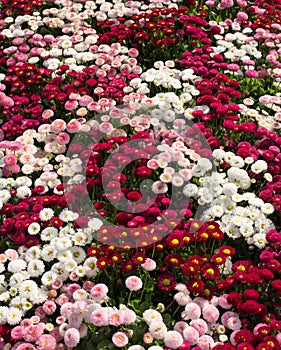 A carpet of flowers Bellis perennis in the garden, Rufallo, Ravello,Italy