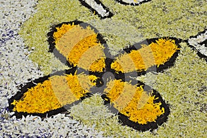 Carpet of flowers in the square, February 2014, Ayacucho Peru photo