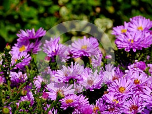 Pretty purple daisies in bright autumn day light with blurry background