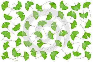 Carpet of gingko leaves isolated on a white a background