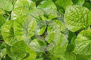 Carpet of green leaves of a garden plant illuminated by the sun