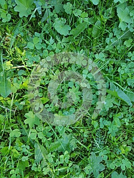 A carpet of green succulent leaves