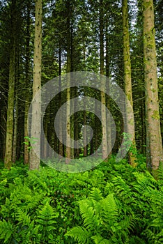 A carpet of Hard Ferns Blechnum spicant cover the forest floor of Woodburn Forest; Carrickfergus photo