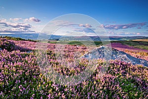 Carpet of Heather on Simonside Hills