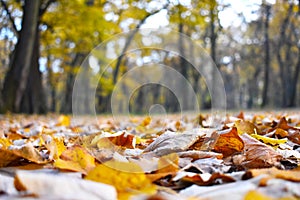 Carpet of leaves