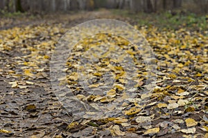 Carpet of leaves