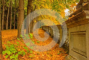 A carpet of leaves covers an avenue of a park in autumn