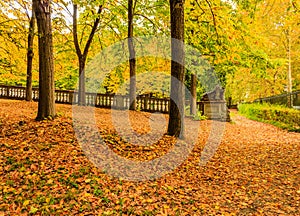 a carpet of leaves covers an avenue of a park in autumn