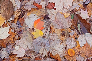 Carpet of leaves in a UK woodland in autumn