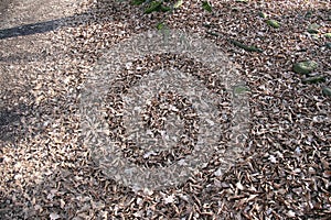 Carpet of leaves in winter