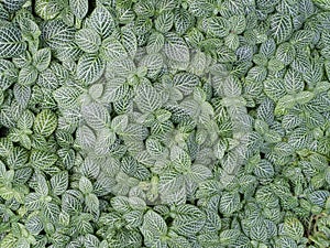 Carpet of Mosaic Plants