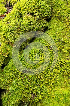 Carpet of mosses and liverworts on Mount Kearsarge, New Hampshire