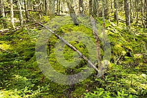 Carpet of mosses and liverworts on Mount Kearsarge, New Hampshire