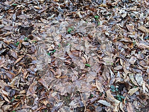 Carpet of mulchy brown and orange leaves