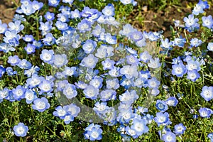 Carpet of Nemophila, or baby blue eyes flower