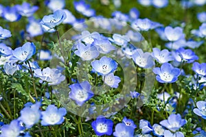 Carpet of Nemophila, baby blue eyes flower