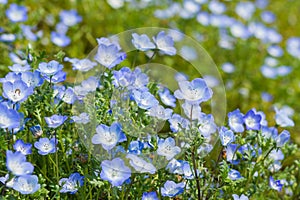 Carpet of Nemophila, baby blue eyes flower