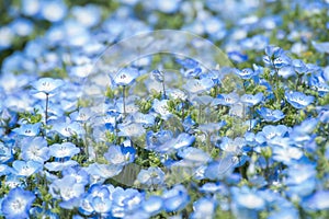 Carpet of Nemophila, or baby blue eyes flower