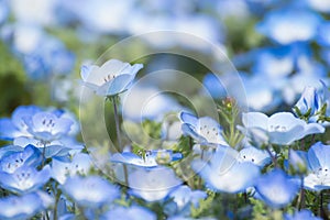 Carpet of Nemophila, or baby blue eyes flower