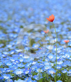Carpet of Nemophila, or baby blue eyes flower