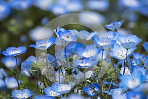 Carpet of Nemophila, or baby blue eyes flower