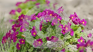 Carpet of pink magenta primrose flowers. Purple flowers of primula juliae in march.