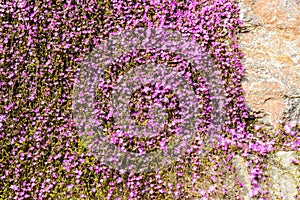 Carpet of purple flowers on rock