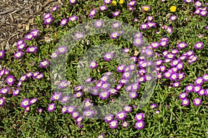 A carpet of purple and white flowers of a `fig fusion` ice-plant delosperma