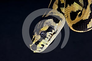 Carpet python photo