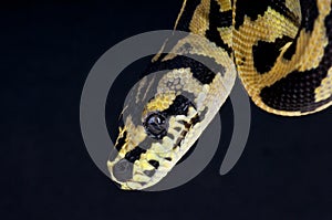 Carpet python